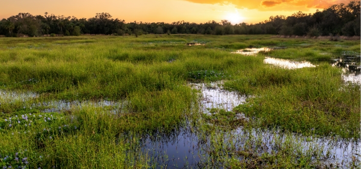 landuse swamp